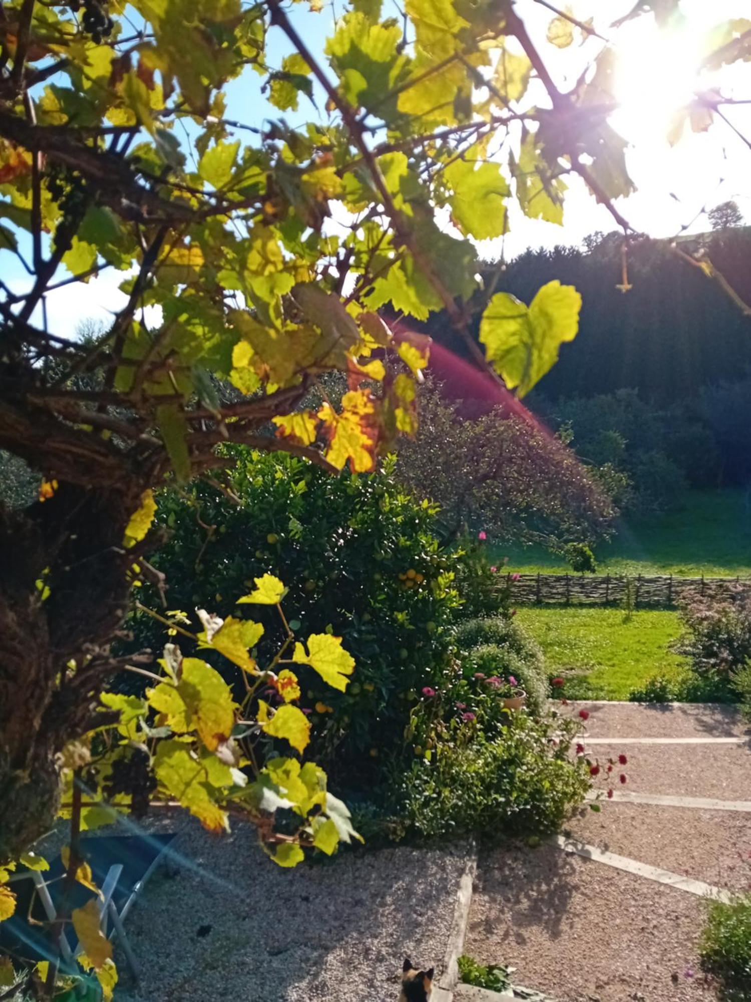 Paca Casa Rural. Arts And Landscape In Asturias ヒホン エクステリア 写真
